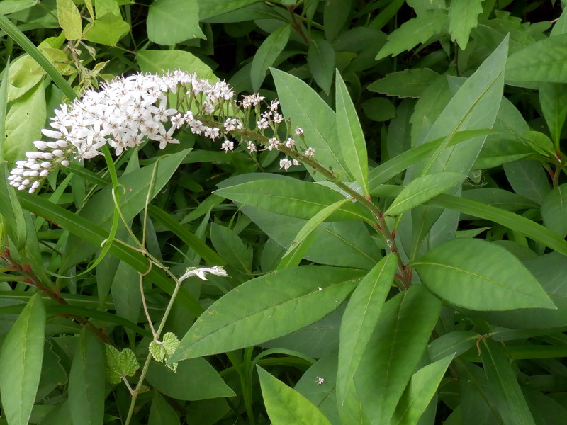 gooseneck loosestrife