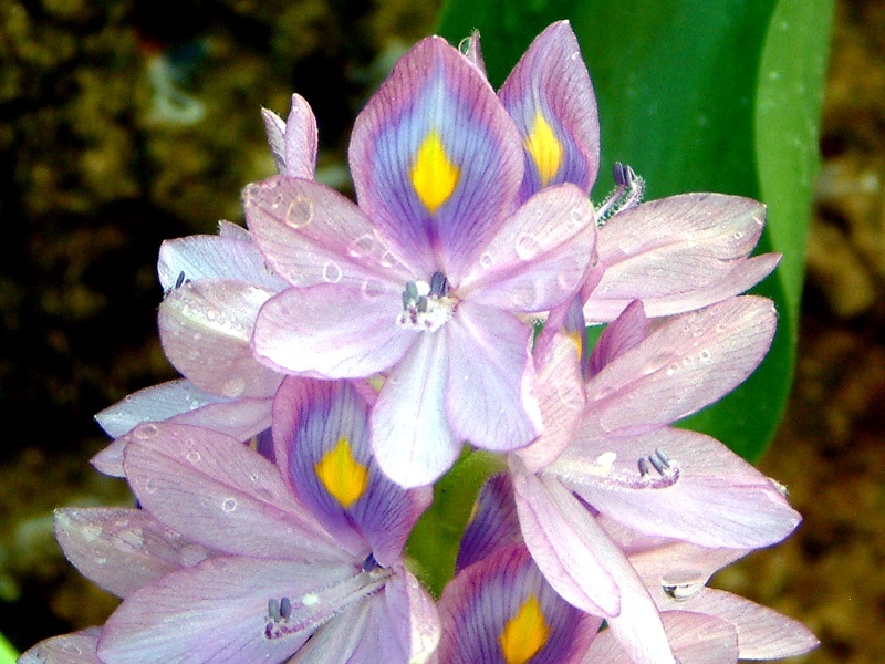 ホテイアオイ Eichhornia Crassipes かぎけん花図鑑