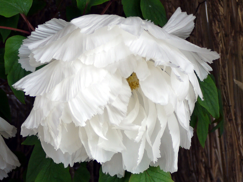 Peony 'Gyokutenshu'