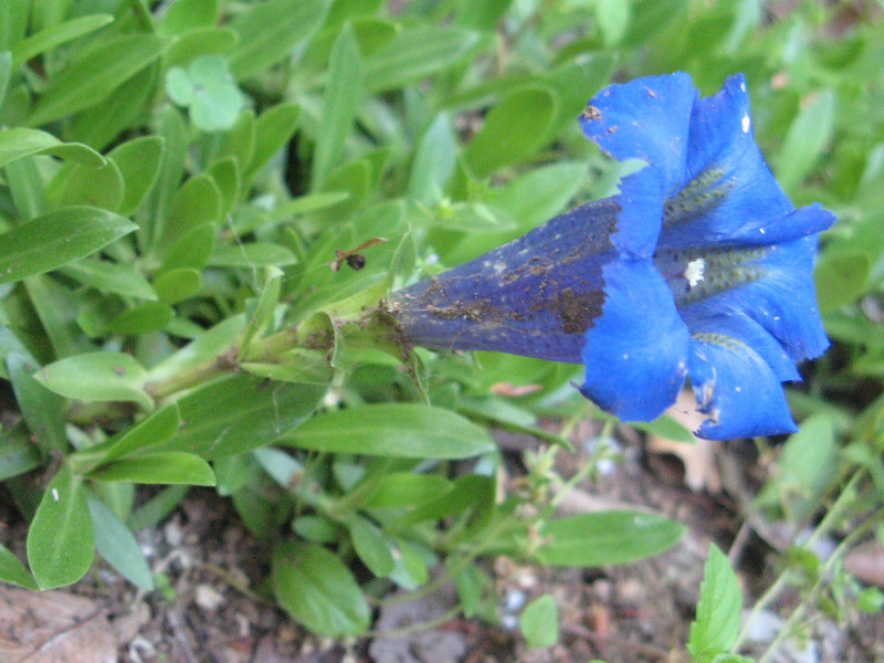 Gentiana acaulis