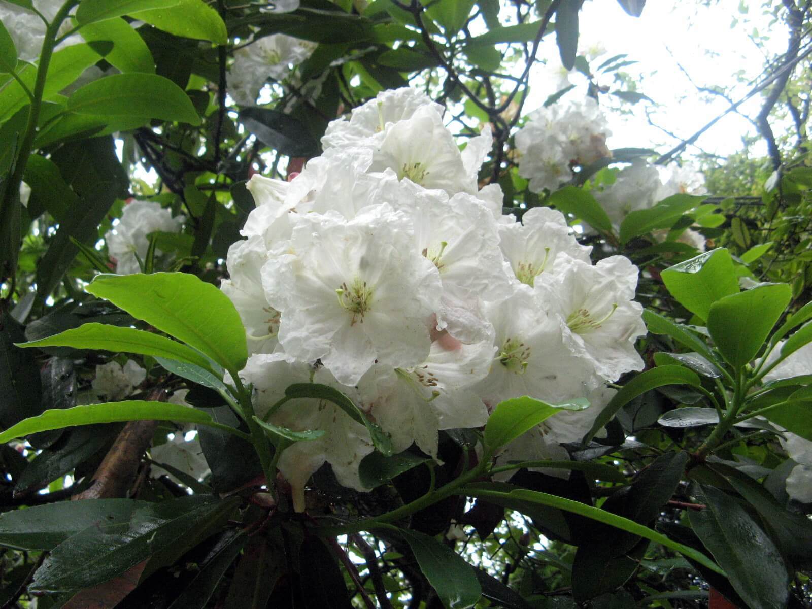 Rhododendron decorum