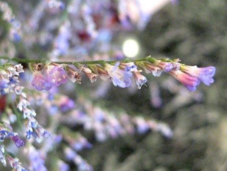 Limonium 'Blue fantasy'