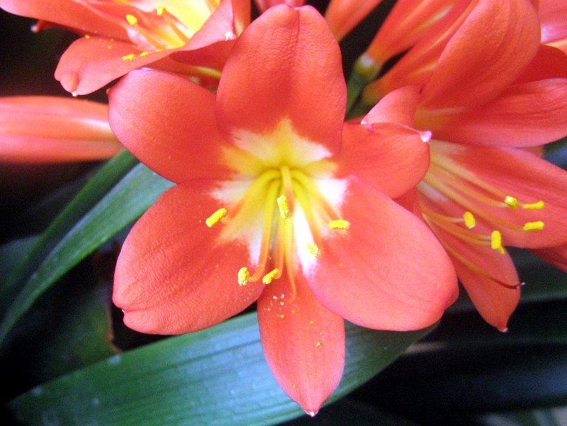 クンシラン Clivia Miniata かぎけん花図鑑