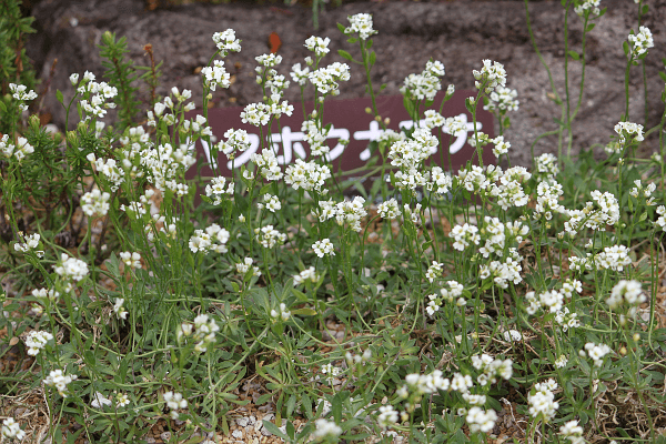 キタダケナズナ