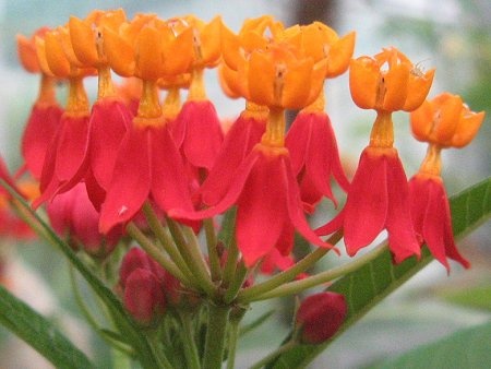 scarlet milkweed