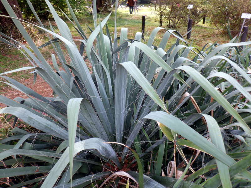 Yucca filamentosa