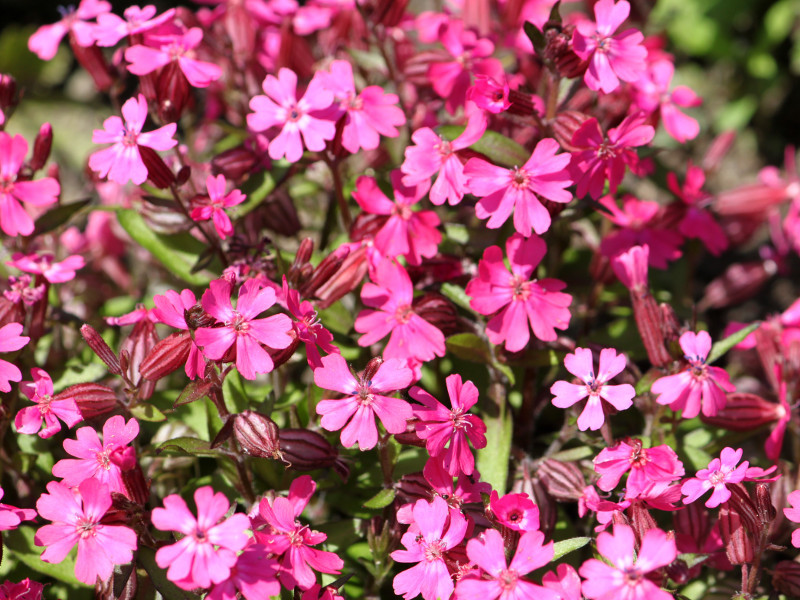 フクロナデシコ Silene Pendula かぎけん花図鑑