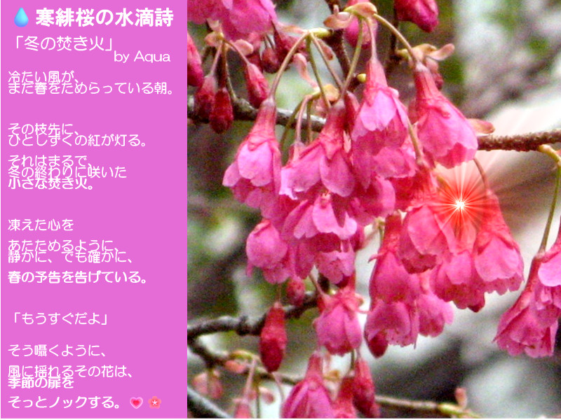 2月21日の誕生花 ミツマタ,ネモフィラ,カンヒザクラ,スミレ（紫）