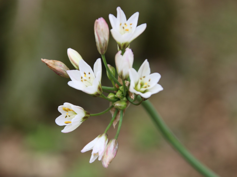 Nothoscordum gracile