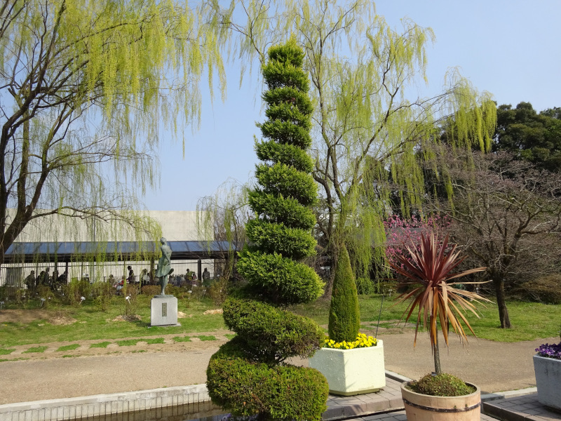 ゴールドクレスト Cupressus Macrocarpa Gold Crest かぎけん花図鑑