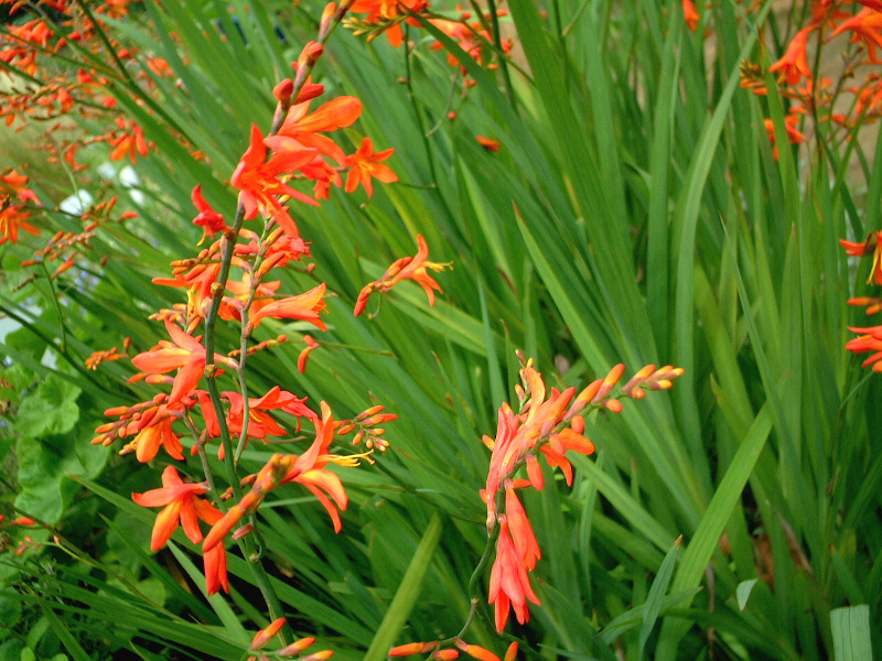 香鸢尾 Crocosmia X Crocosmiiflora 科技研花图画书