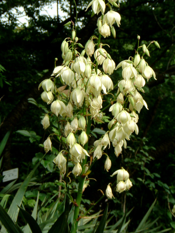 Yucca recurvifolia