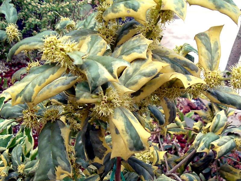 Variegated Chinese Holly