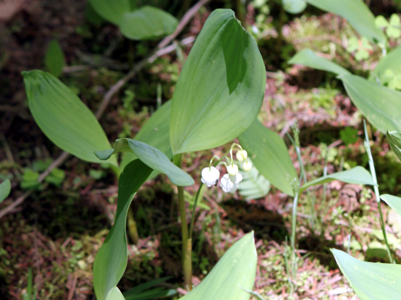 Lily of the valley