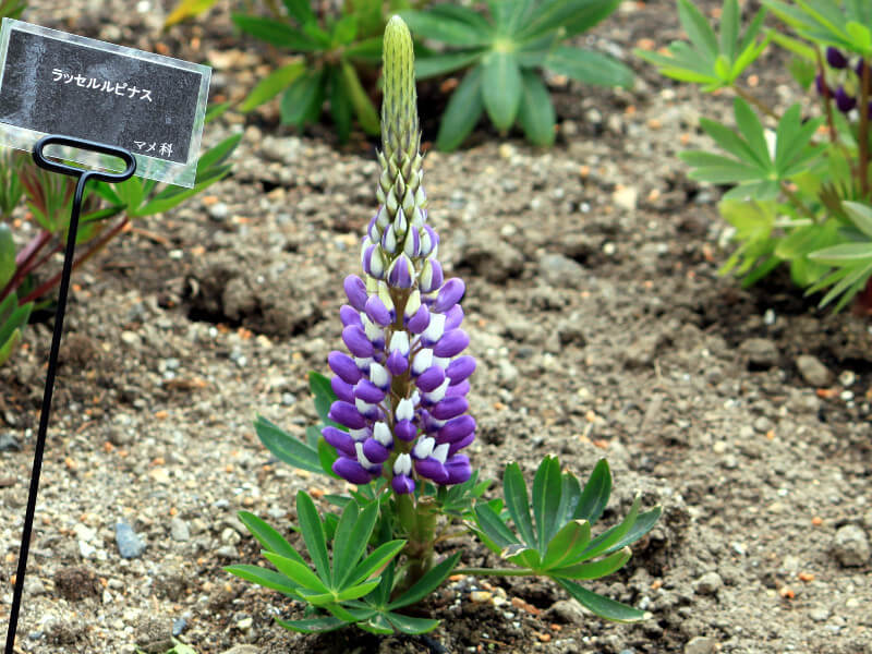 Garden lupin