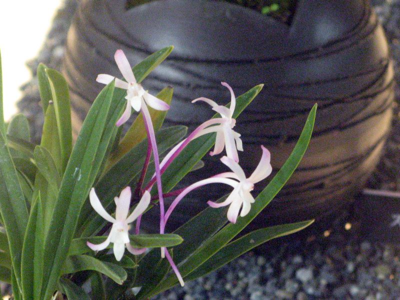 Vanda falcata