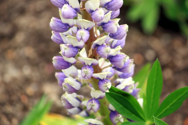 Garden lupin