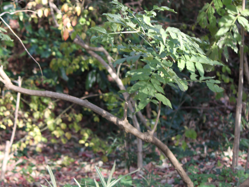 ニワトコ Sambucus Sieboldiana Var Pinnatisecta かぎけん花図鑑