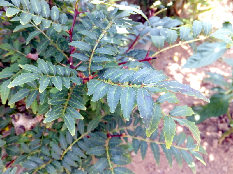 サンショウ Zanthoxylum Piperitum かぎけん花図鑑