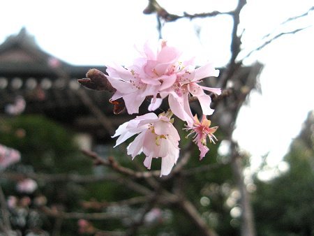 桜シリーズ12.十月桜