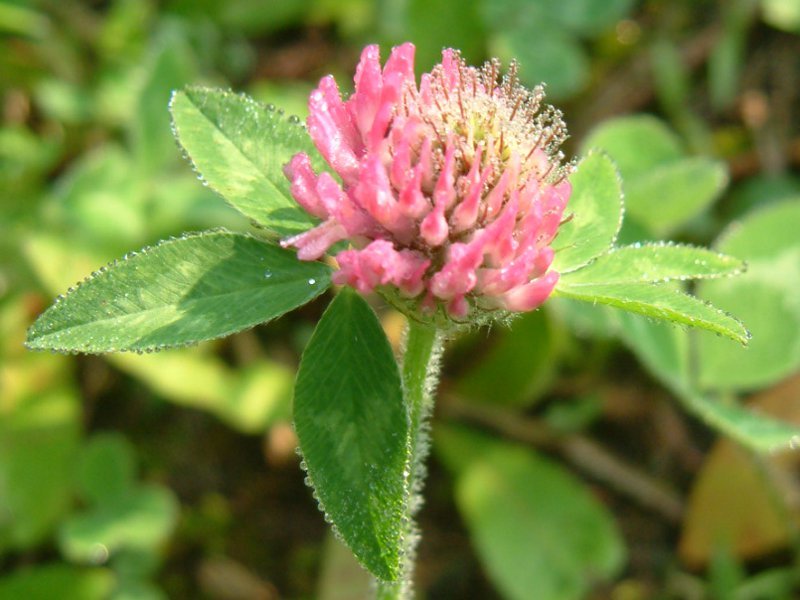 ムラサキツメクサ Trifolium Pratense かぎけん花図鑑