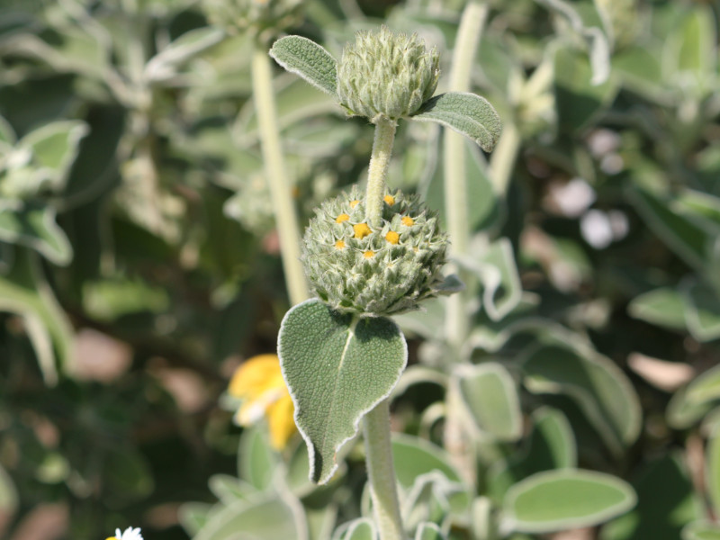 エルサレムセージ Phlomis Fruticosa かぎけん花図鑑