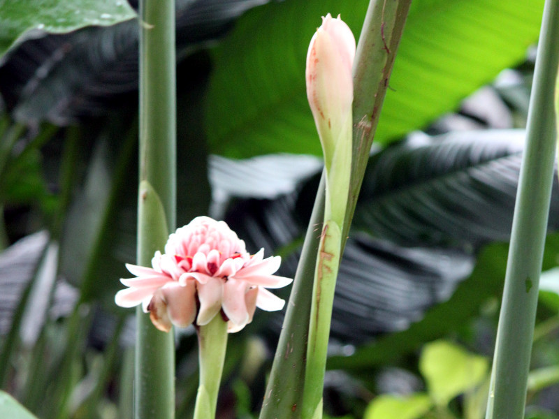 Torch Ginger 