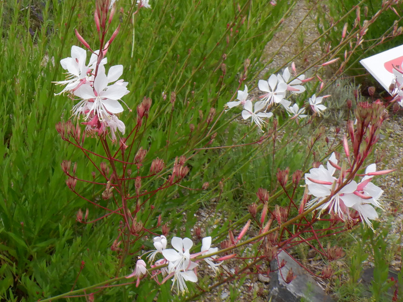 Gaura lindheimeri