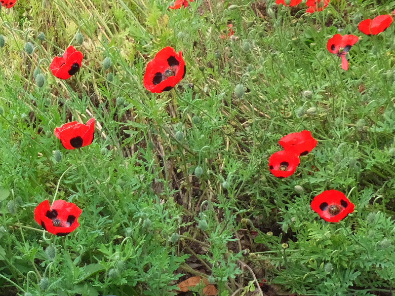 Ladybird Poppy