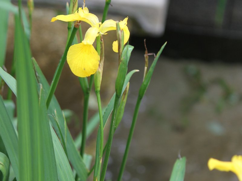 Iris pseudacorus