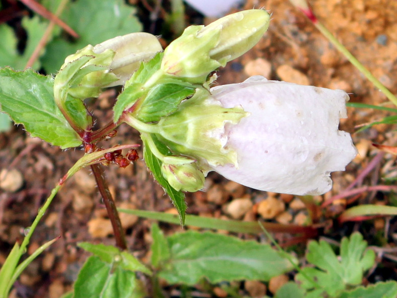 ヤマホタルブクロ Campanula Punctata Var Hondoensis かぎけん花図鑑