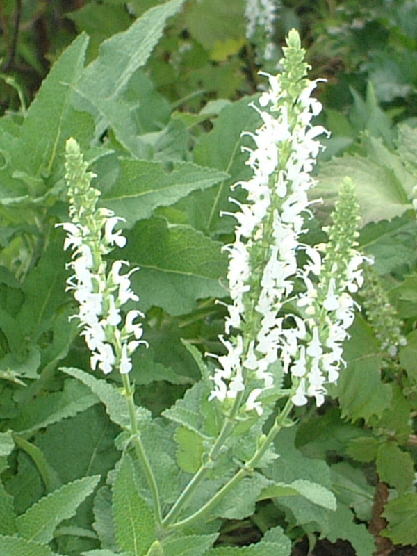 Salvia microphylla