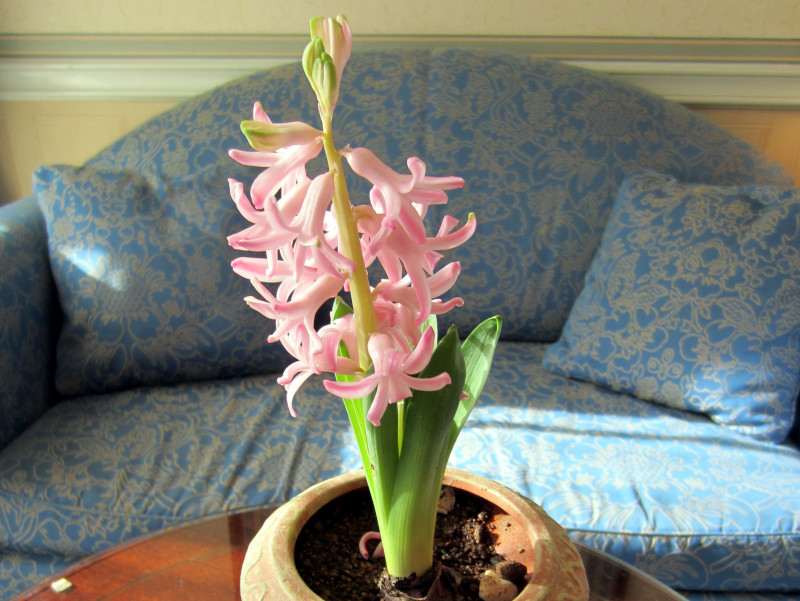 Hyacinth