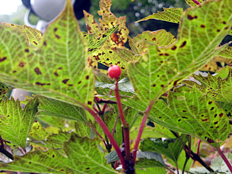 Viburnum sargentii