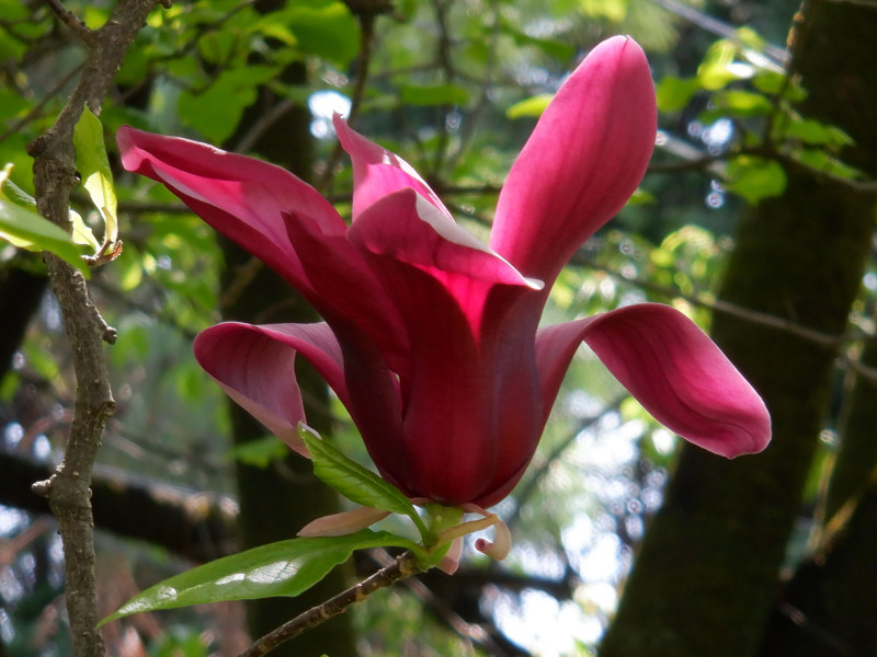 紫玉兰 Magnolia Liliflora 科技研花图画书