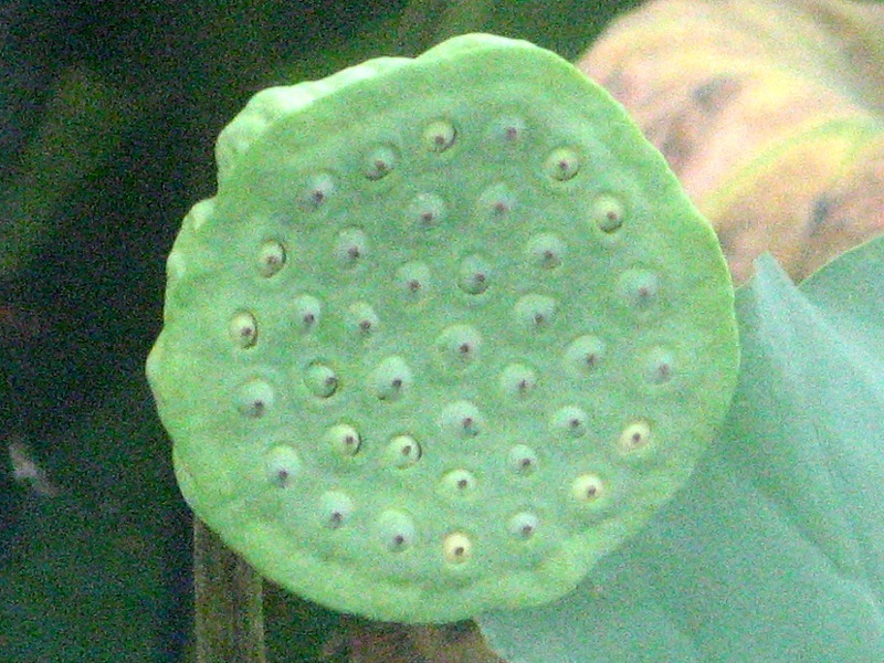 Nelumbo nucifera