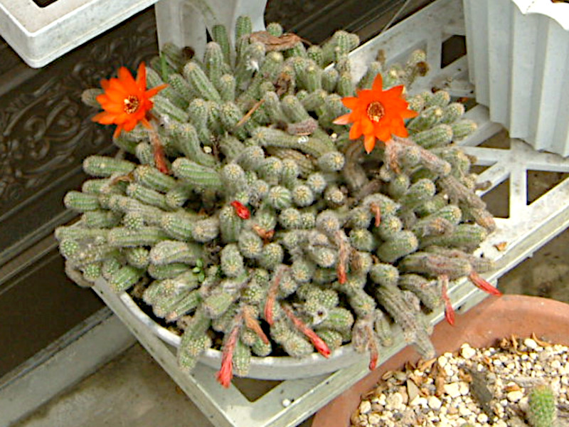 Echinopsis chamaecereus