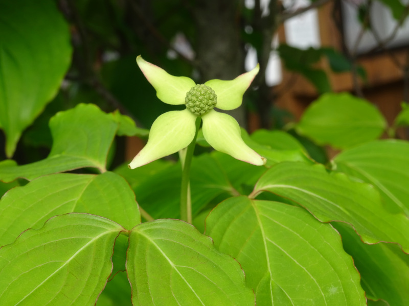 Japanese Flowering Dogwood