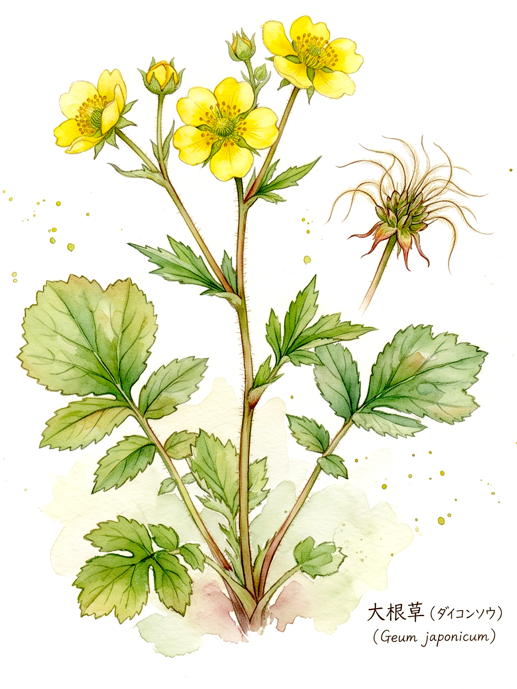 Geum japonicum