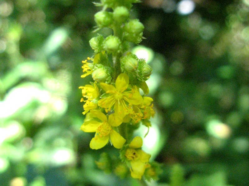 キンミズヒキ Agrimonia Pilosa Var Japonica かぎけん花図鑑