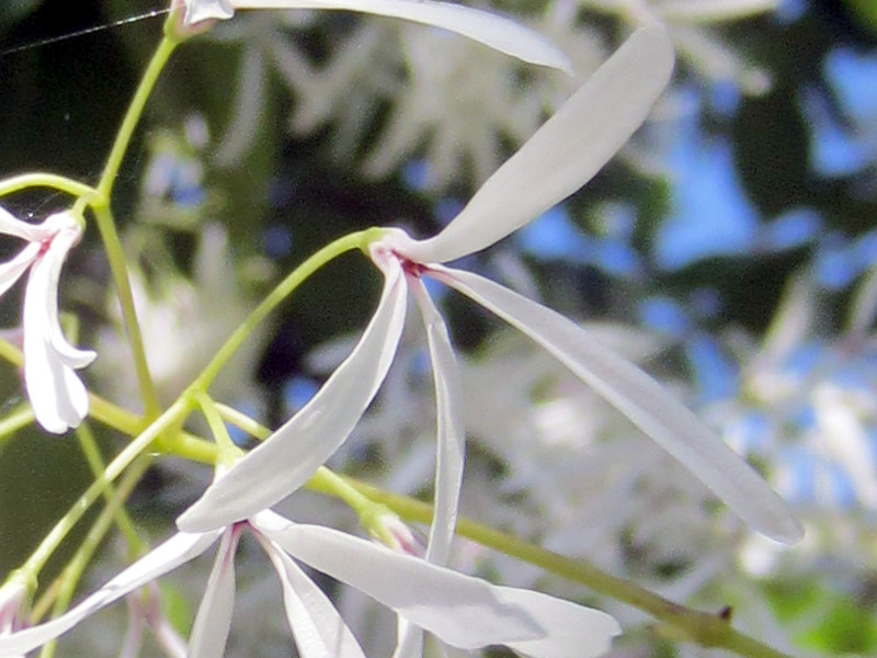 Chinese fringetree