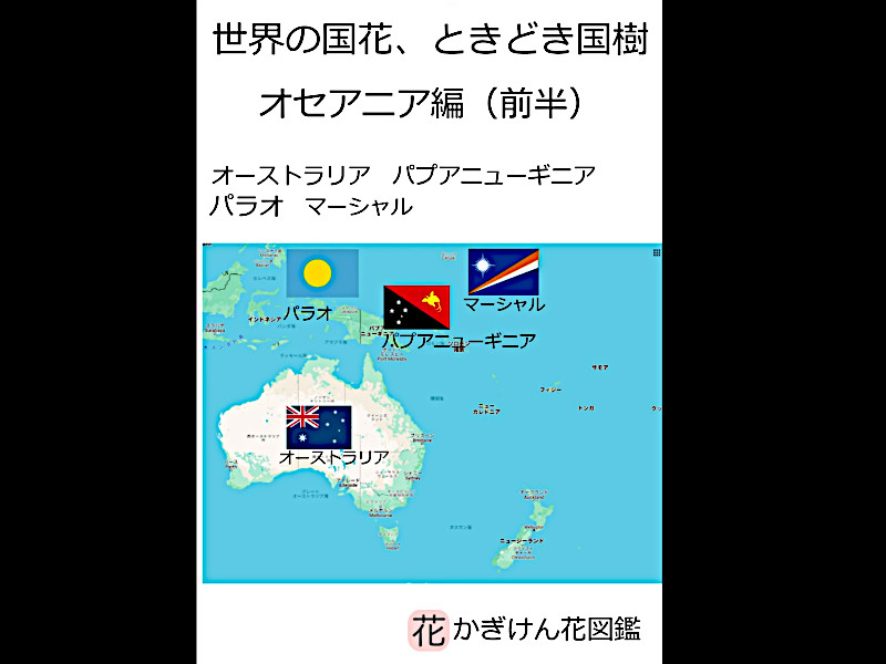 海岸桐