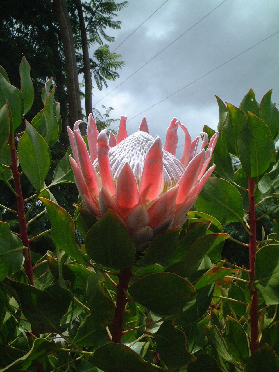 國王海神花