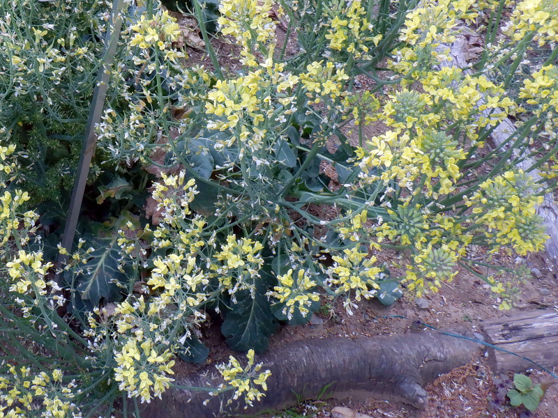 Broccoli