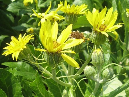 Senecio pseudoarnica