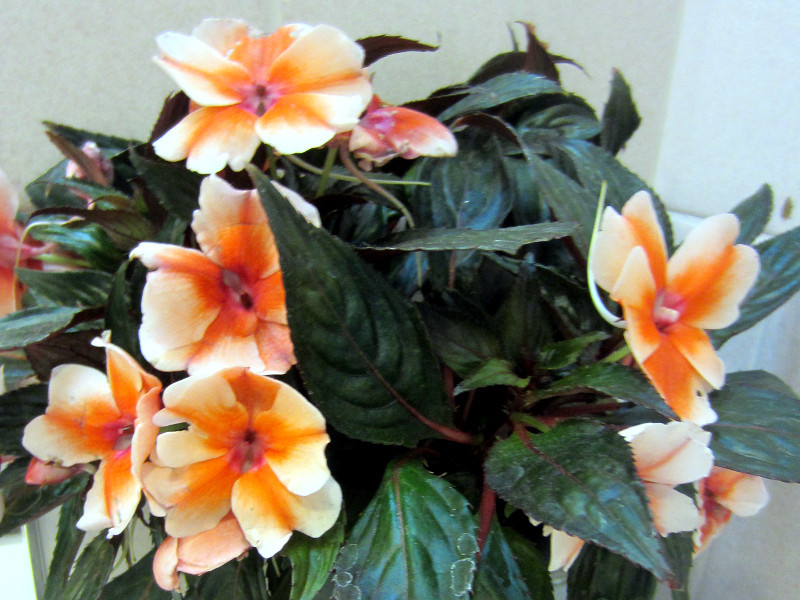 New Guinea impatiens