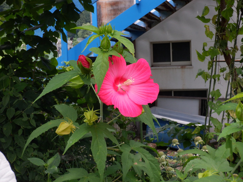 Hibiscus moscheutos