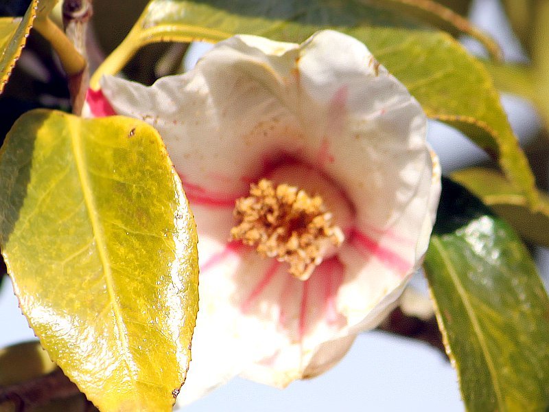 Camellia Showa-nishiki