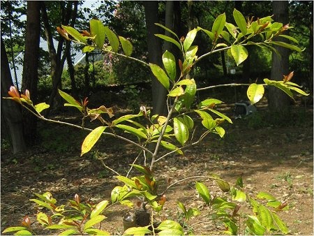 下心ありあり🤩万葉集草木ズ108.榊