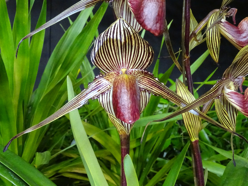 Paphiopedilum insigne